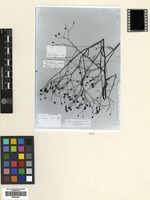 Holotype of Lapsana cassia Boiss. [family COMPOSITAE]