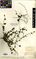 Filed as Andrographis rothii C.B.Clarke [family ACANTHACEAE]