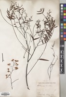 Filed as Schinus molle L. [family ANACARDIACEAE]
