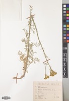 Filed as Ruta montana (L.) L. [family RUTACEAE]