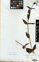 Type of Hedyotis ingrata Wall. [family RUBIACEAE]