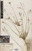 Filed as Linum tenuifolium L. [family LINACEAE]