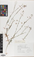 Filed as Linum austriacum L. subsp. austriacum [family LINACEAE]