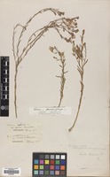 Filed as Linum austriacum L. var. glaucum (Boiss.) Davis [family LINACEAE]