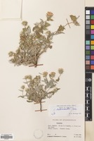 Filed as Cousinia orthacantha Tscherneva [family COMPOSITAE]