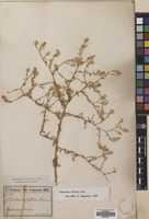 Filed as Centaurea diffusa Lam. [family COMPOSITAE]