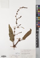 Filed as Rumex steudelii A.Br. [family POLYGONACEAE]