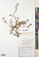 Filed as Convolvulus pentapetaloides L. [family CONVOLVULACEAE]