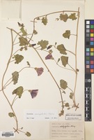 Filed as Convolvulus stachydifolius Choisy [family CONVOLVULACEAE]