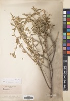 Filed as Orbivestus cinerascens (Sch.Bip.) H.Rob. [family COMPOSITAE]