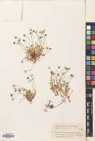 Filed as Bellis annua L. [family COMPOSITAE]