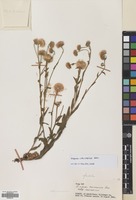 Filed as Erigeron caucasicus Steven [family COMPOSITAE]
