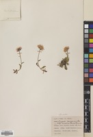 Filed as Erigeron caucasicus Steven subsp. venustus (Botsch.) Grierson [family COMPOSITAE]