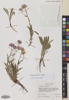 Filed as Erigeron caucasicus Steven subsp. venustus (Botsch.) Grierson [family COMPOSITAE]