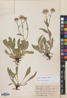 Filed as Erigeron caucasicus Steven subsp. venustus (Botsch.) Grierson [family COMPOSITAE]