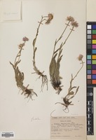 Filed as Erigeron caucasicus Steven subsp. venustus (Botsch.) Grierson [family COMPOSITAE]