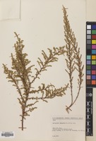 Filed as Artemisia scoparia Waldst. & Kit. [family COMPOSITAE]