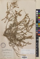 Filed as Artemisia sieberi Besser [family COMPOSITAE]