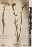 Filed as Achillea micrantha M.Bieb. [family COMPOSITAE]