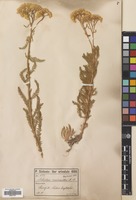 Filed as Achillea micrantha M.Bieb. [family COMPOSITAE]