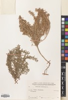 Filed as Achillea tenuifolia Lam. [family COMPOSITAE]