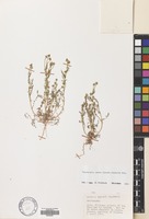 Filed as Matricaria aurea (Loefl.) Sch.Bip. [family COMPOSITAE]