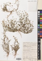 Filed as Matricaria aurea (Loefl.) Sch.Bip. [family COMPOSITAE]