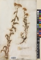 Filed as Achillea biebersteinii Afan. [family COMPOSITAE]