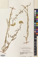 Filed as Achillea biebersteinii Afan. [family COMPOSITAE]