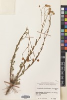 Filed as Tripleurospermum disciforme (C.A.Mey) Sch-Bip. [family COMPOSITAE]