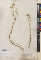 Filed as Tripleurospermum disciforme (C.A.Mey) Sch-Bip. [family COMPOSITAE]