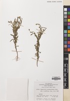 Filed as Pegolettia senegalensis Cass. [family COMPOSITAE]
