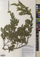 Filed as Nothofagus dombeyi (Mirb.) Oerst. [family NOTHOFAGACEAE]