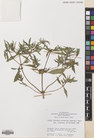 Filed as Flaveria trinervia (Spreng.) Mohr [family COMPOSITAE]