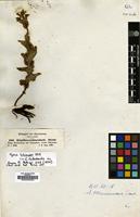 Type of Alepidea peduncularis A.Rich. [family UMBELLIFERAE]