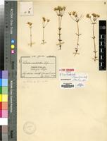Isotype of Swertia curtioides Gilg [family GENTIANACEAE]