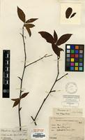 Type of Cotoneaster esquirolii H. Lev. [family ROSACEAE]