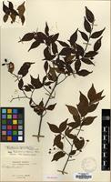 Type of Crataegus cavaleriei H.Lev. [family ROSACEAE]