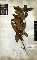 Type? of Photinia arguta Lindl. [family ROSACEAE]
