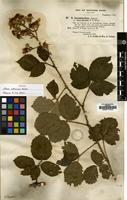 Isotype of Rubus ordovicum Newton [family ROSACEAE]