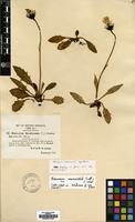 Isotype of Hieracium memorabile P.D.Sell& P.West [family COMPOSITAE]