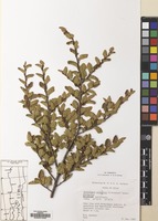 Filed as Nothofagus antarctica (G.Forst.) Oerst. [family NOTHOFAGACEAE]