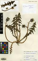 Filed as Taraxacum horridifrons Rail. [family COMPOSITAE]