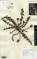 Filed as Taraxacum luteum C.C. Haw & A.J. Richards [family COMPOSITAE]