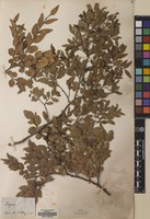 Filed as Nothofagus dombeyi (Mirb.) Oerst. [family NOTHOFAGACEAE]