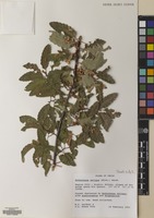 Filed as Nothofagus obliqua (Mirb.) Blume [family NOTHOFAGACEAE]