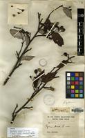 Syntype of Sorbus folgneri (C.K.Schneid.) Rehder [family ROSACEAE]
