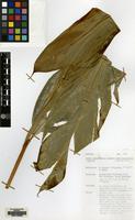 Holotype of Etlingera muluensis R.M.Sm. [family ZINGIBERACEAE]