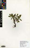 Isotype of Senecio eboracensis Abbott & Lowe [family COMPOSITAE]