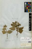 Isosyntype of Mussaenda tomentosa WIght & Arn. [family RUBIACEAE]